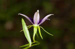 Florida bellflower